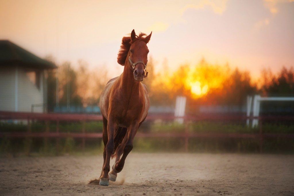 Brown horse running during sunset