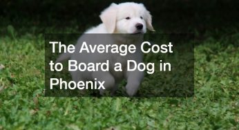 The Average Cost to Board a Dog in Phoenix